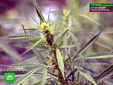 Конопля программа семена марихуаны виды