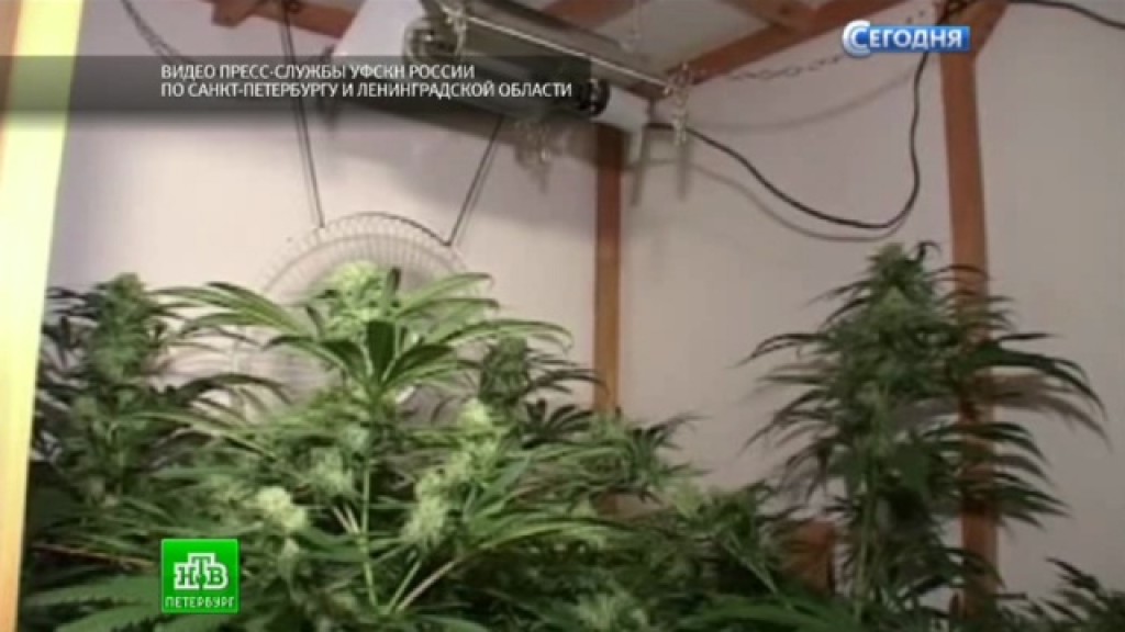 Видео выращивал марихуану купить коноплю в луганске