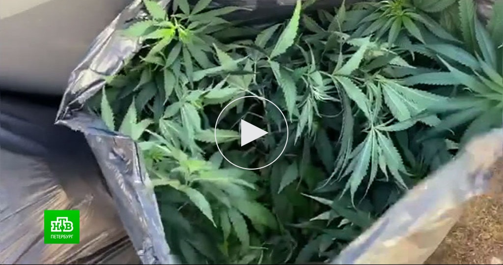 Новости про плантацию марихуаны скручиваются листья конопли