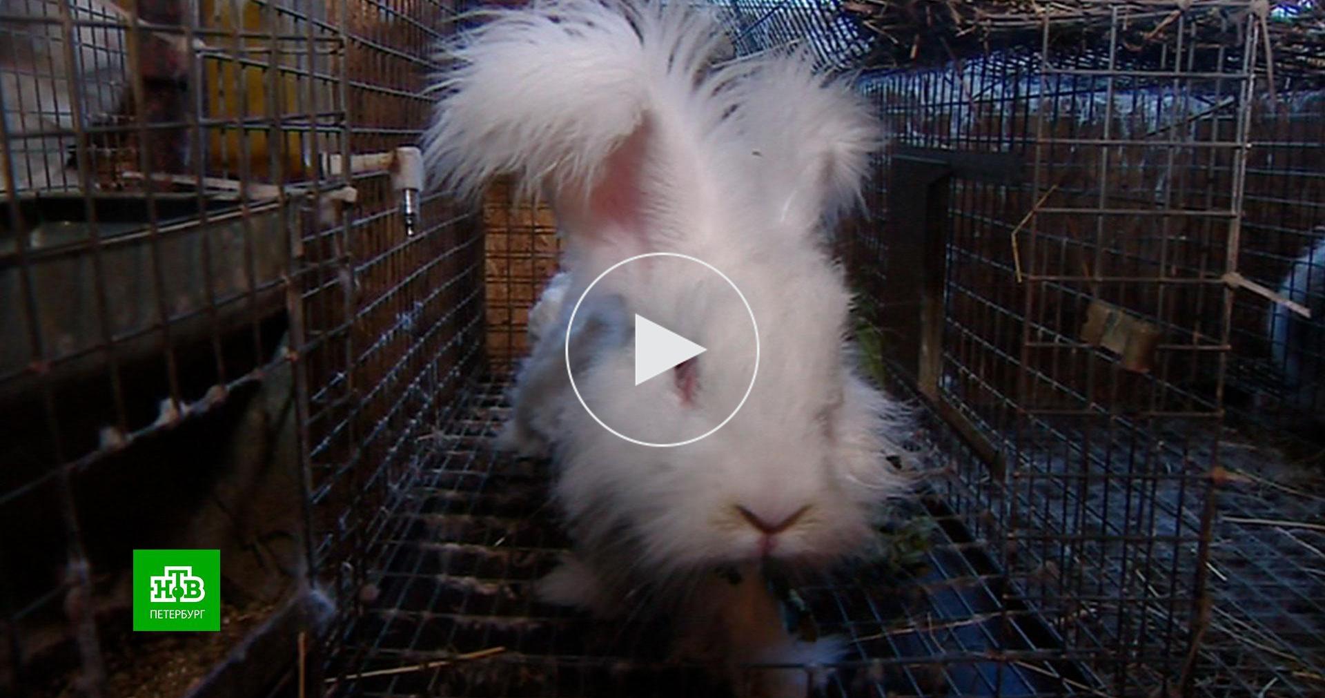 Мини-ферма для кроликов с маточным отделением
